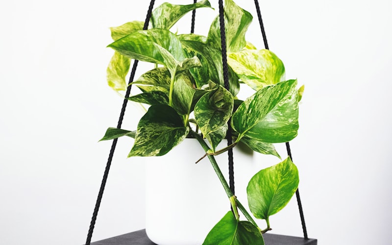 足球运动员在世界杯赛场上激烈拼抢的瞬间特写